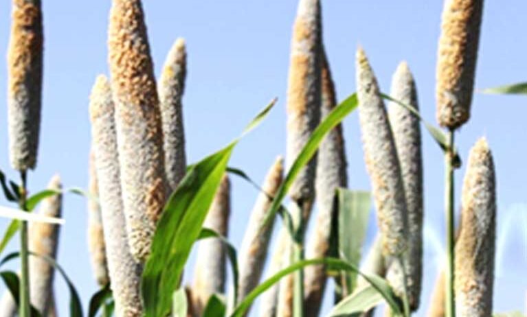 Our bajra crop services focus on efficient cultivation, healthy plant development, practical crop management, and dependable farmer support for strong and consistent harvests across seasons annually.