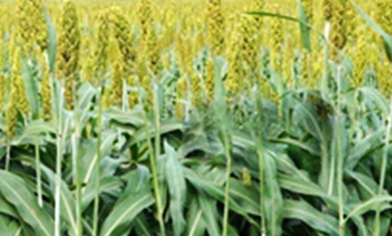 We provide fodder jowar cultivation support focused on healthy crop growth, quality fodder production, efficient management, and reliable guidance for better farm productivity and livestock nutrition.