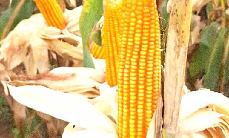 Our sweet corn crop services support timely cultivation, healthy growth, effective crop care, and quality production, helping farmers achieve fresh, consistent, and profitable harvests every season.