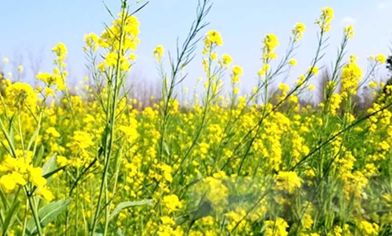 We provide mustard crop support focused on proper cultivation, healthy growth, effective crop management, and practical guidance for achieving quality harvests and better productivity across seasons.