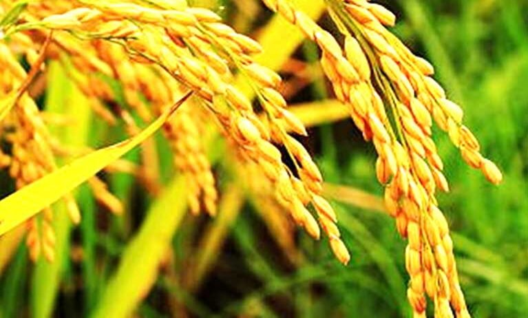 Our paddy crop services support healthy cultivation, better crop management, efficient practices, and dependable guidance to help farmers achieve consistent yields and quality harvests successfully.