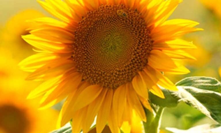 Our sunflower crop services help farmers manage cultivation effectively, support healthy plant growth, improve crop care, and achieve reliable yields through practical guidance and timely management.