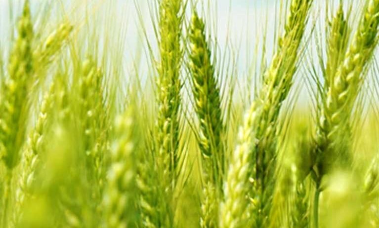 We offer professional wheat crop support covering cultivation, crop care, timely management, and practical guidance designed to promote healthy growth and dependable harvest results for farmers.
