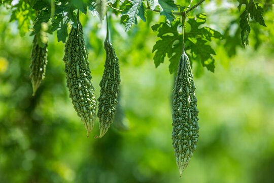 Bitter Gourd
