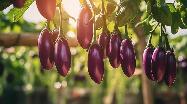Brinjal
