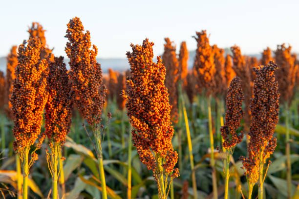 Fodder Jowar