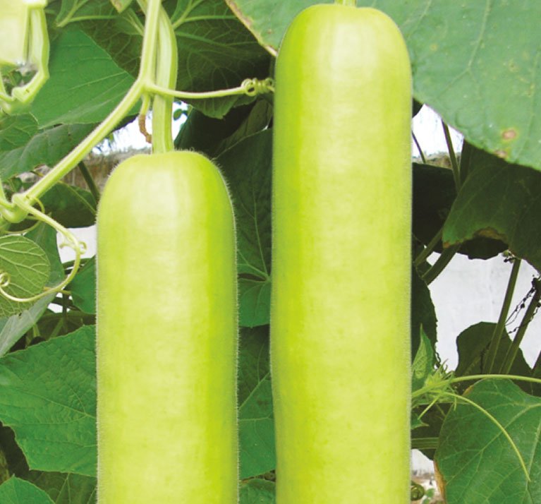 Harika - 333 Bottle Gourd