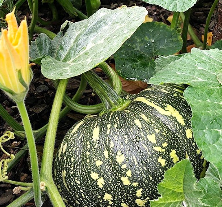 Karishma Pumpkin