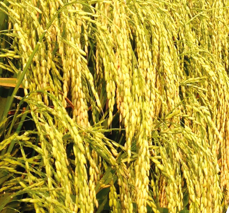 Maha Gold 786
