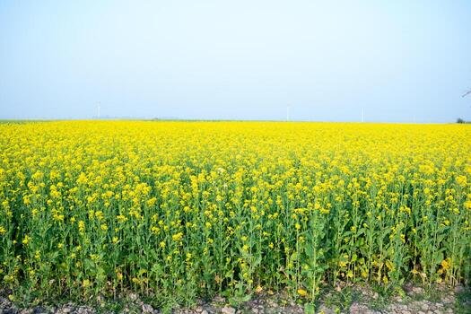 Mustard