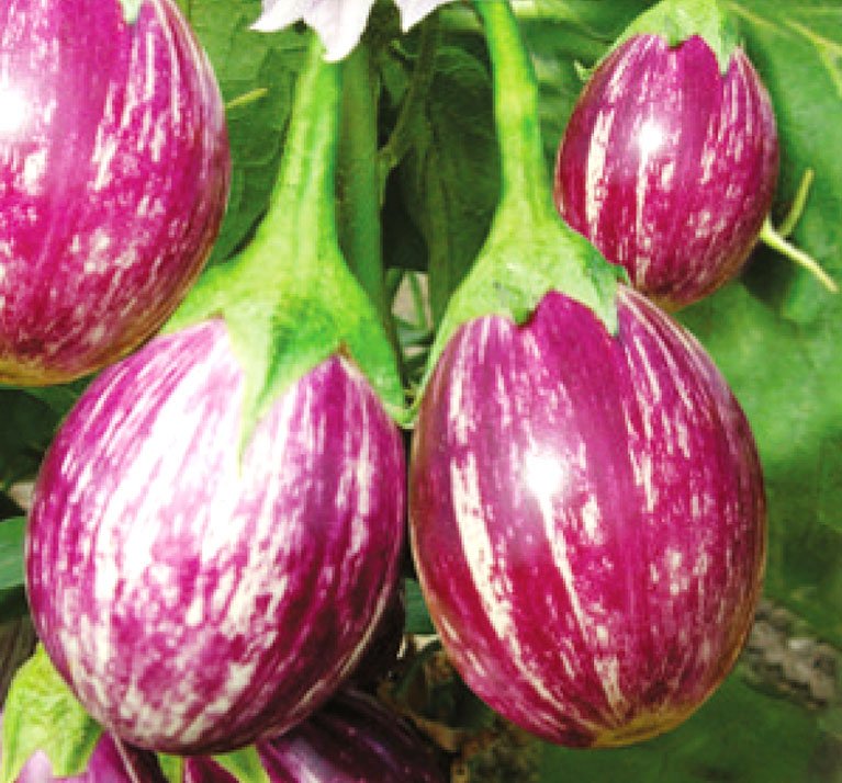 Niharika Brinjal