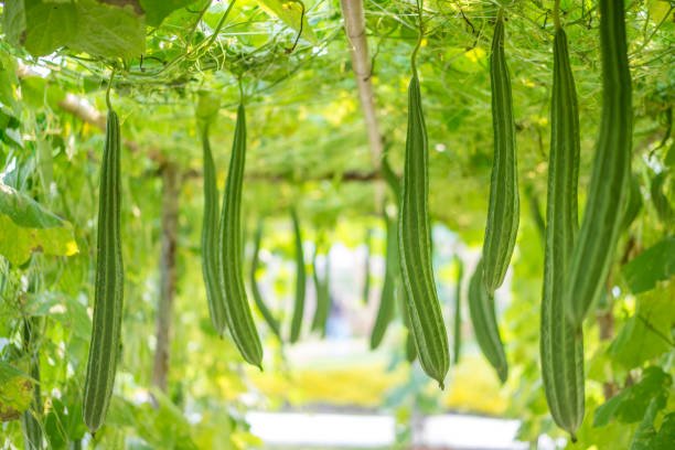 Ridge Gourd