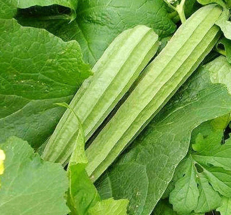 Ritu Ridge Gourd