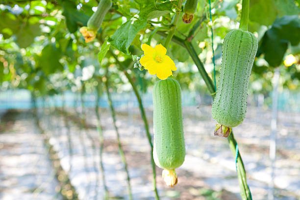 Sponge Gourd