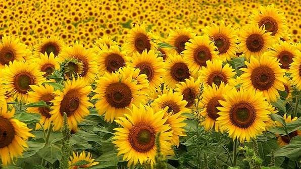 Sunflower