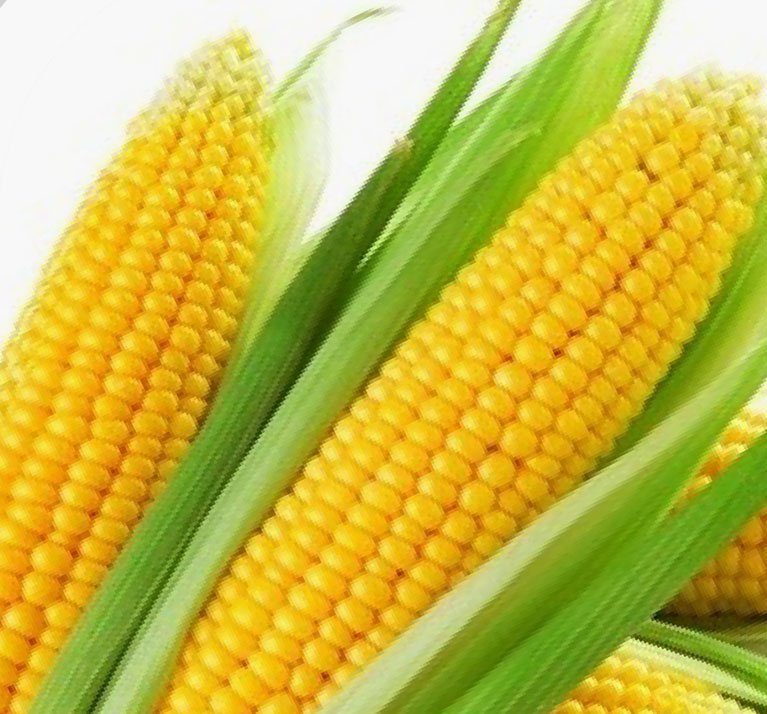 Sweet Corn Hybrid-2