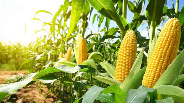 Sweet Corn