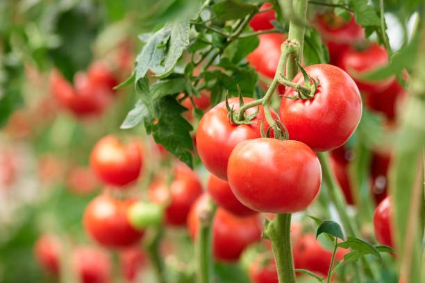 Tomato