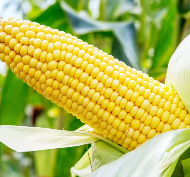 VL Maize Hybrid 57