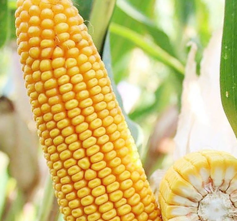 Vivek Maize Hybrid-47