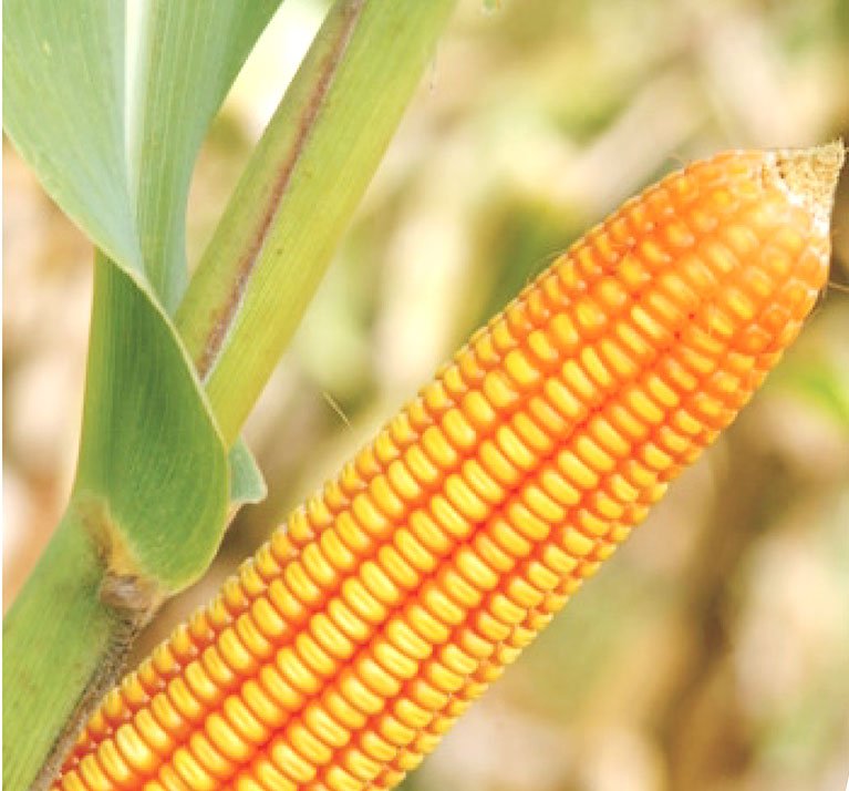 Vivek Maize Hybrid-53