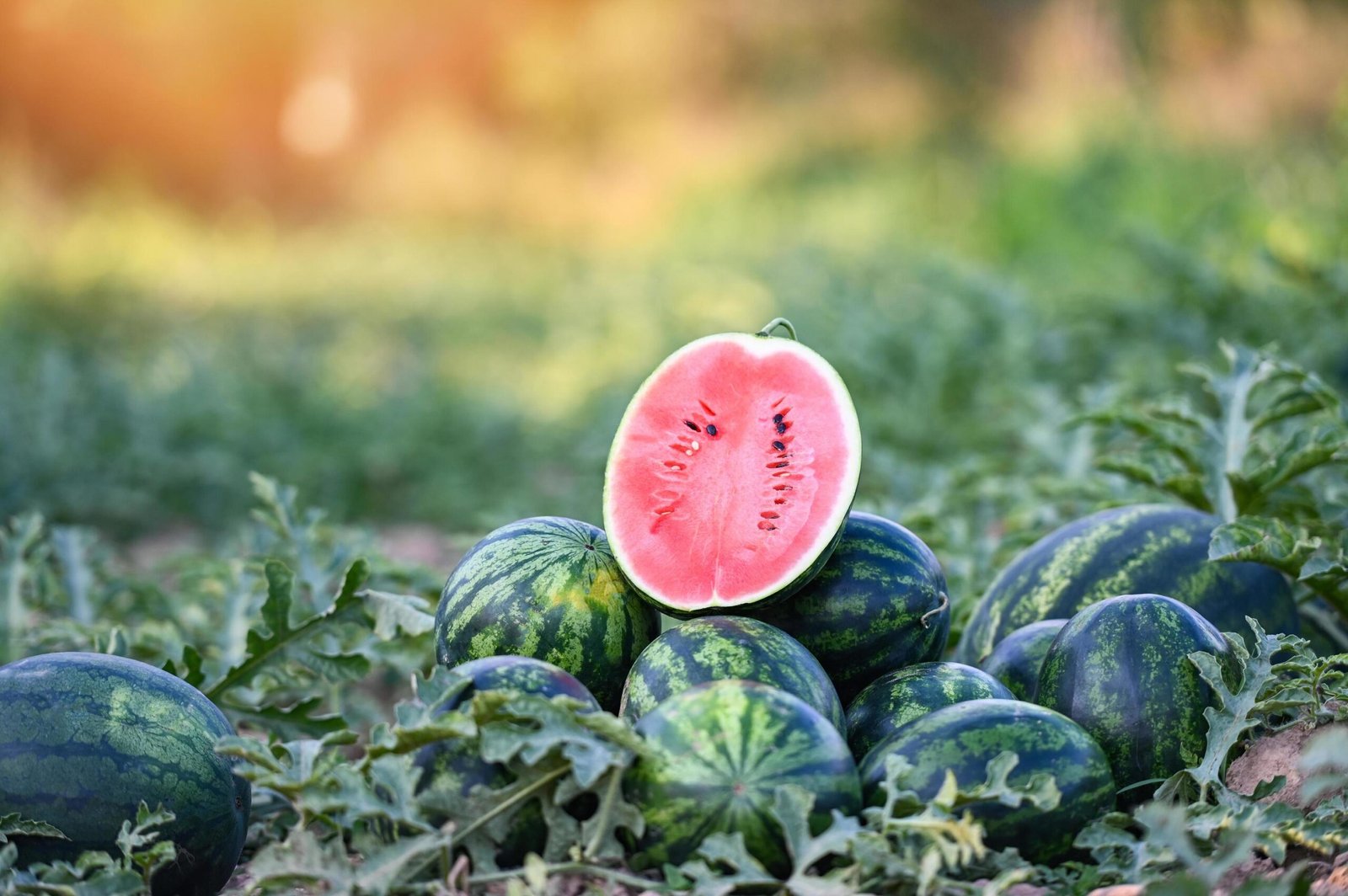 Watermelon
