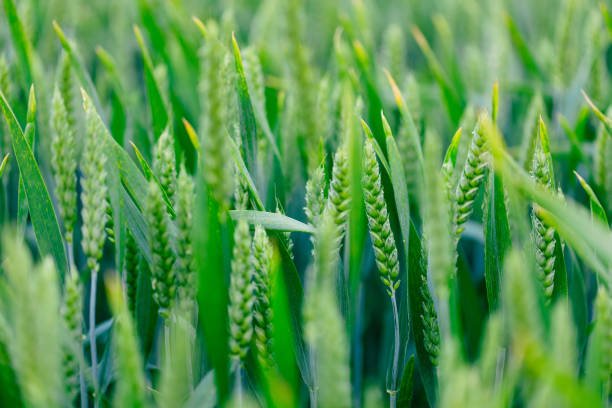 Wheat